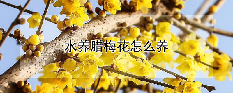 水养腊梅花怎么养 水养腊梅花养护要点