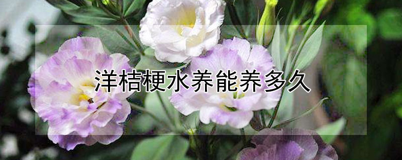 洋桔梗水养能养多久（洋桔梗水养能养多久才开花）