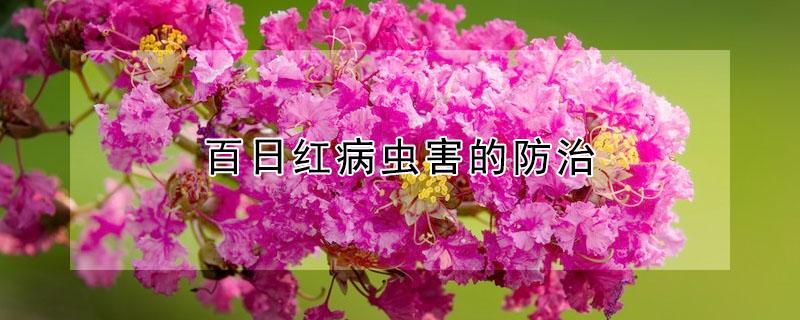 百日红病虫害的防治（百日红长蚜虫怎么治）