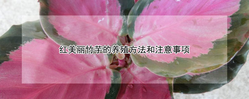 红美丽竹芋的养殖方法和注意事项（红美丽竹芋叶子干枯卷曲）
