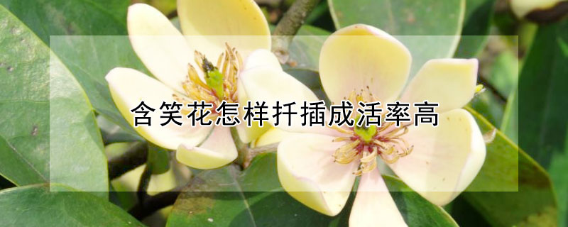 含笑花怎样扦插成活率高（含笑花扦插成活率高吗）