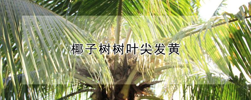 椰子树树叶尖发黄（椰子树树叶发黄是病还是什么）