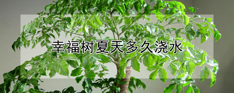 幸福树夏天多久浇水（幸福树夏天多久浇水一次室内）