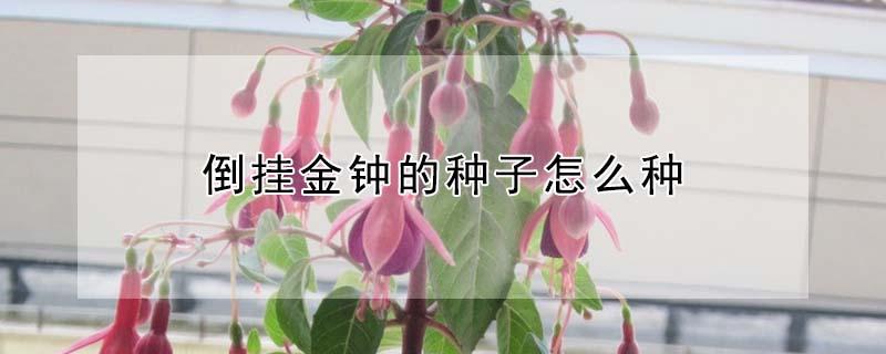倒挂金钟的种子怎么种（倒挂金钟种子怎么种植）