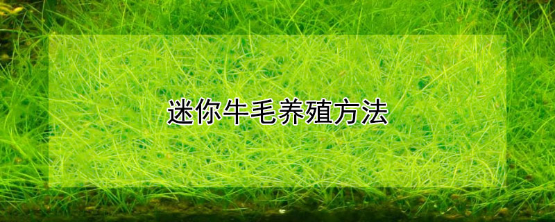 迷你牛毛养殖方法 迷你牛毛养殖方法图解