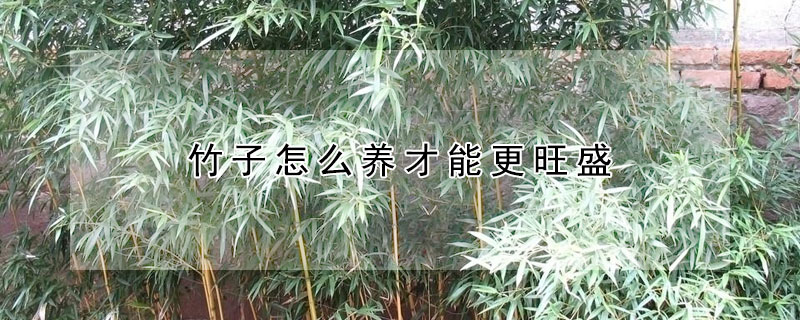 竹子怎么养才能更旺盛（水养竹子怎么养才能更旺盛）