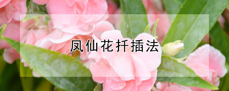 凤仙花扦插法 凤仙花怎样扦插出根快