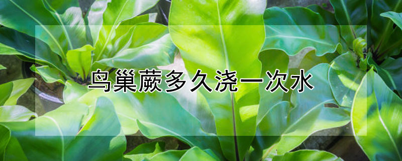鸟巢蕨多久浇一次水 鸟巢蕨的风水作用