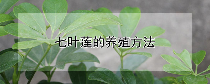 七叶莲的养殖方法（七叶莲的养殖方法和注意事项）
