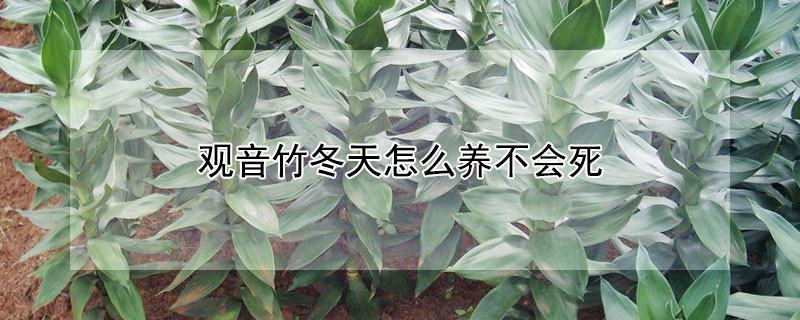 观音竹冬天怎么养不会死 观音竹冬天怎么养护