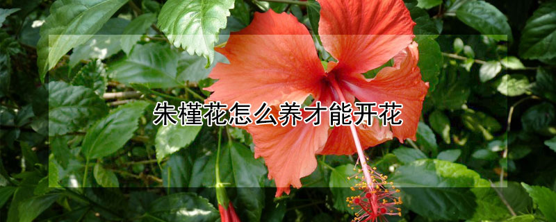 朱槿花怎么养才能开花（朱槿花怎么养才能开花多）