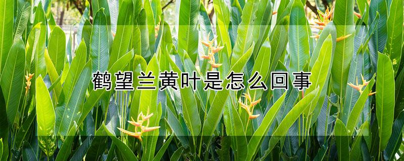 鹤望兰黄叶是怎么回事（鹤望兰叶片有枯叶黄斑怎么办）