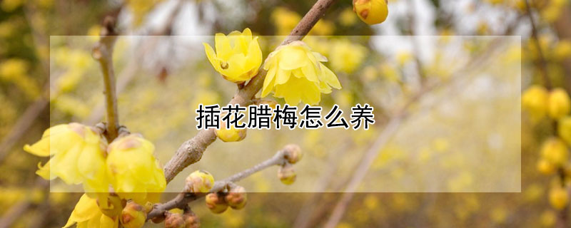 插花腊梅怎么养（插花腊梅怎么养殖）