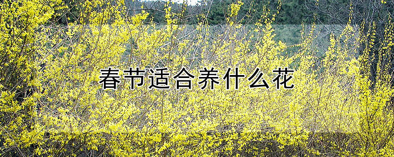 春节适合养什么花（春节适合养什么花好）