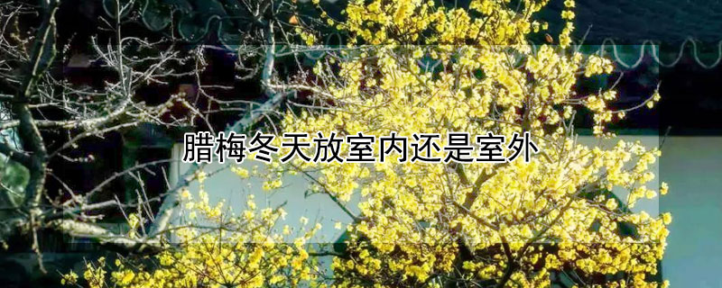 腊梅冬天放室内还是室外 腊梅冬天放室内还是室外养好