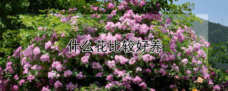 什么花比较好养（什么花比较好养活）