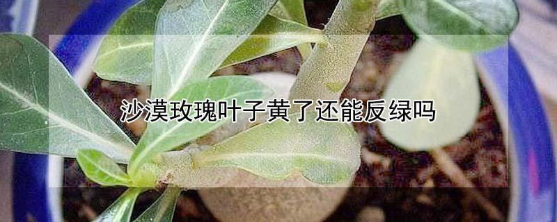 沙漠玫瑰叶子黄了还能反绿吗 沙漠玫瑰叶子黄了还能反绿吗为什么