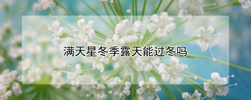 满天星冬季露天能过冬吗 满天星冬天能放在户外吗