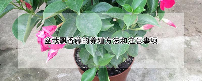 盆栽飘香藤的养殖方法和注意事项（盆栽飘香藤的养殖方法和注意事项有哪些）