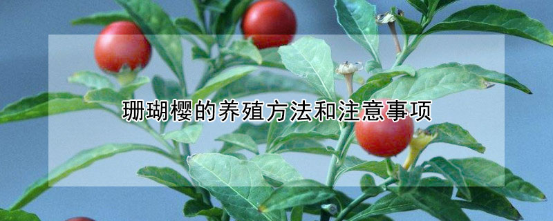 珊瑚樱的养殖方法和注意事项 珊瑚樱的养殖方法和注意事项 盆栽