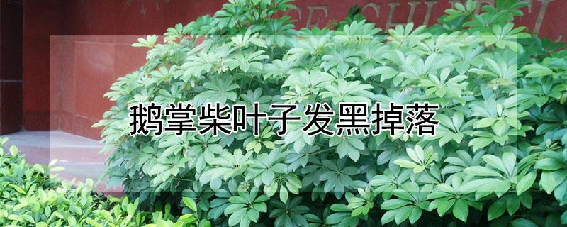 鹅掌柴叶子发黑掉落 鹅掌柴叶子发黑掉落怎么办