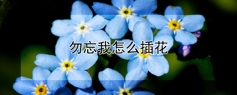 勿忘我怎么插花 勿忘我怎么插花好看视频