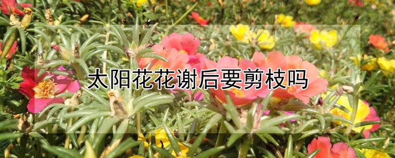 太阳花花谢后要剪枝吗（太阳花花谢后要剪枝吗怎么剪）