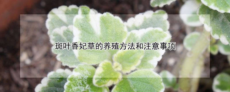 斑叶香妃草的养殖方法和注意事项（斑叶香妃草的养殖方法和注意事项图片）