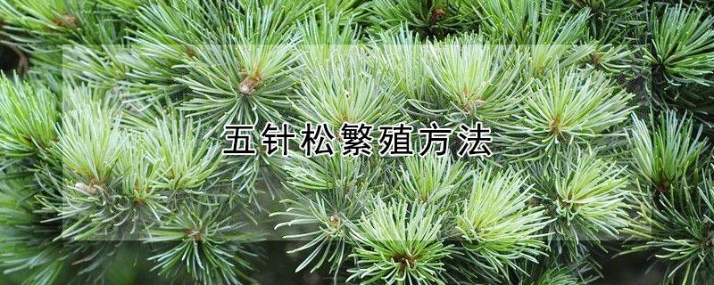 五针松繁殖方法（五针松扦插的绝招方法）