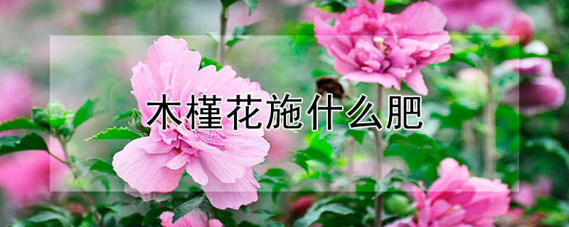 木槿花施什么肥（木槿花施什么肥多长时间施一回）