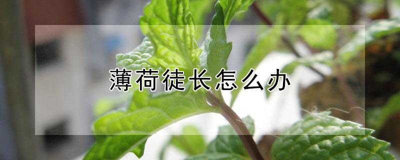 薄荷徒长怎么办 薄荷长得又细又长怎么办