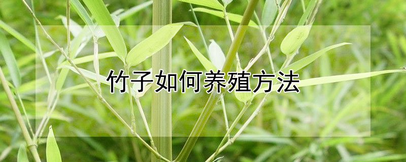 竹子如何养殖方法 竹子如何养殖方法图解