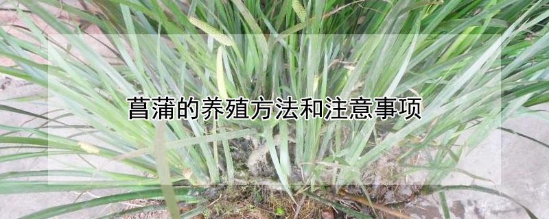 菖蒲的养殖方法和注意事项 金钱菖蒲的养殖方法和注意事项