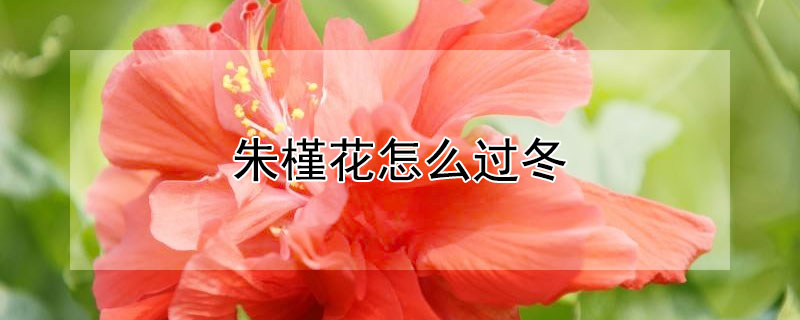 朱槿花怎么过冬 朱槿花怎么过冬的