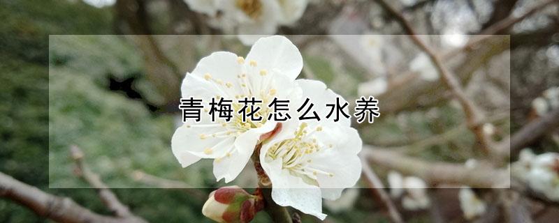 青梅花怎么水养（青梅花怎么水养最好）