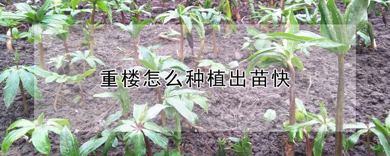 重楼怎么种植出苗快 重楼怎么种植才能快速生长