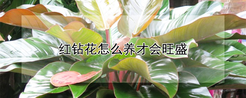 红钻花怎么养才会旺盛 客厅最旺三种绿植