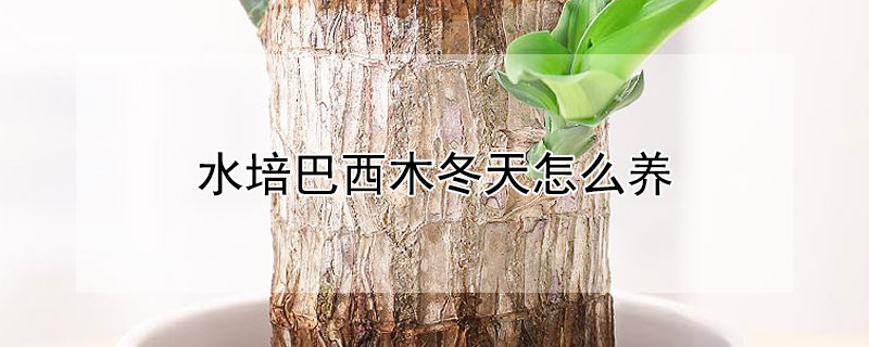 水培巴西木冬天怎么养 水培巴西木冬天怎么养好