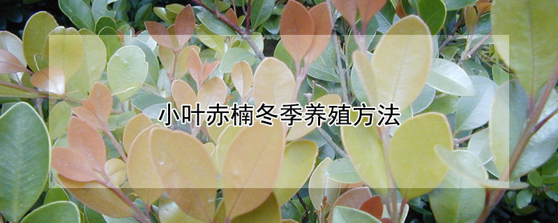 小叶赤楠冬季养殖方法 小叶赤楠冬季养护