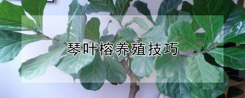 琴叶榕养殖技巧（琴叶榕养殖技巧视频）