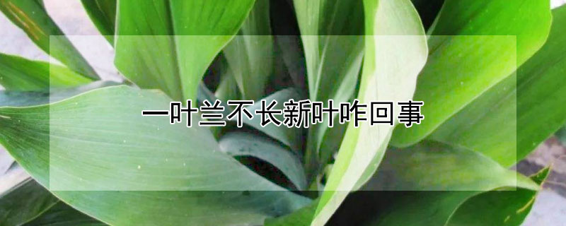 一叶兰不长新叶咋回事（一叶兰不发新芽怎么回事）