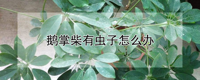 鹅掌柴有虫子怎么办（鹅掌柴长虫子咋办）