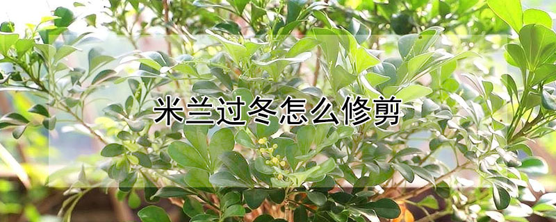 米兰过冬怎么修剪 米兰入冬前怎样修剪