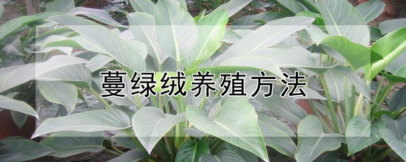 蔓绿绒养殖方法 绿帝王蔓绿绒养殖方法