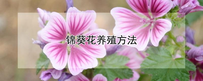锦葵花养殖方法（锦葵花养殖方法图解）