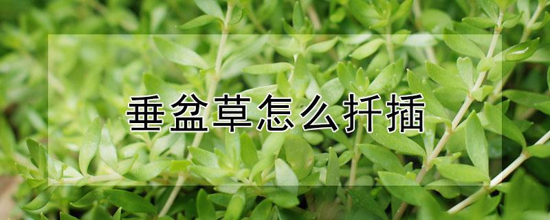 垂盆草怎么扦插（垂盆草怎么扦插视频）