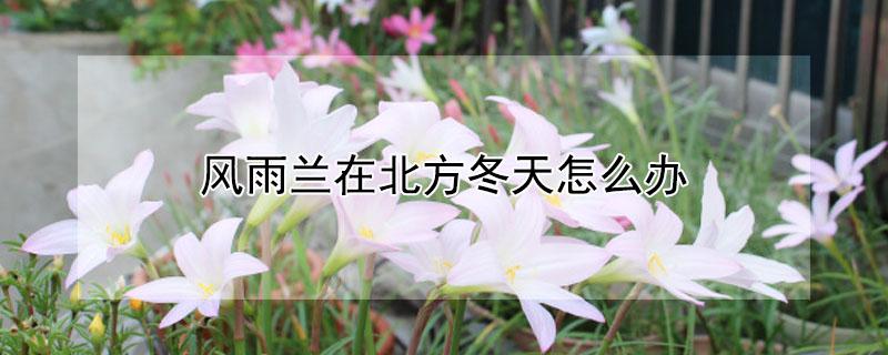 风雨兰在北方冬天怎么办 风雨兰北方能过冬吗