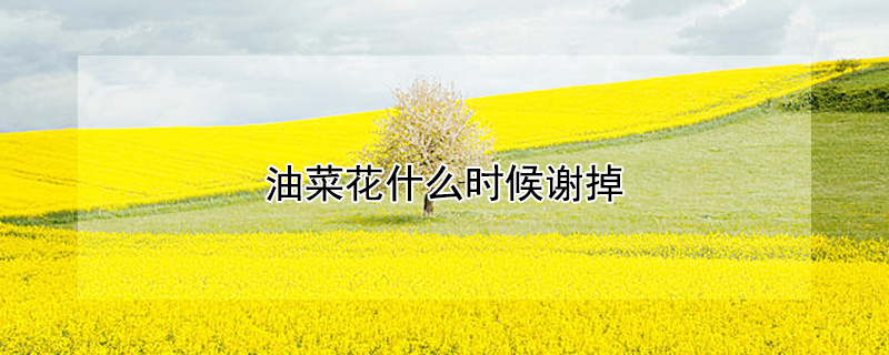 油菜花什么时候谢掉 油菜花什么时候谢掉好