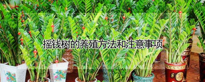 摇钱树的养殖方法和注意事项 摇钱树的养殖方法和注意事项修剪
