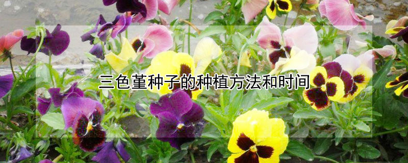 三色堇种子的种植方法和时间 三色堇的养殖方法和注意事项